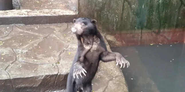 Potret Mengharukan Hewan di Balik Kandang Kebun Binatang Bandung