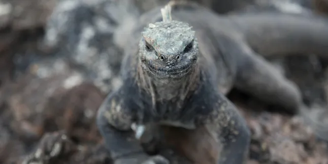 Primbon Biawak Masuk Rumah di Siang dan Malam Hari, Ketahui Pertanda Kedatangan Binatang Lainnya