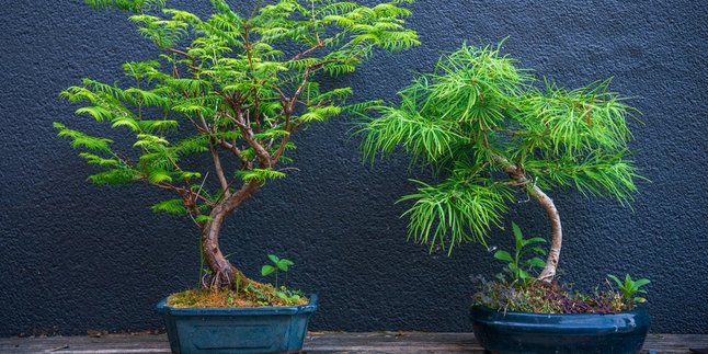 Lucky Wood Primbon: 7 Types of Trees and Plants that Bring Fortune, Suitable to be Planted in the Home Yard