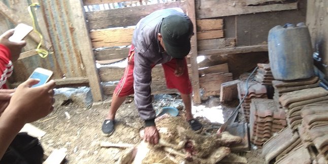 Puluhan Ekor Kambing di Malang Mati, Penyebabnya Masih Jadi Misteri