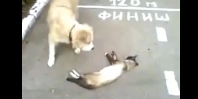 Pura-Pura Mati, Kucing Ini Sukses Menipu Anjing