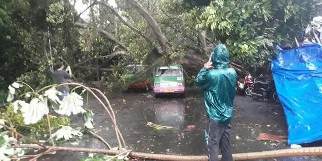 Puting Beliung & Hujan Deras Landa Bogor, Pohon-Pohon Bertumbangan