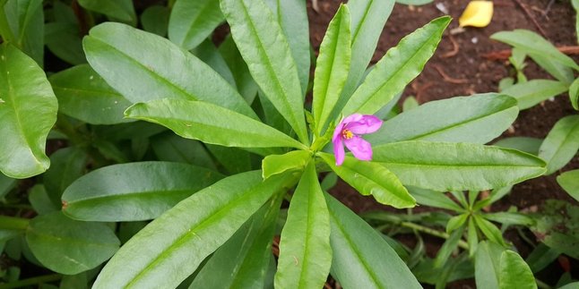 The Secret to Processing Ginseng Leaves, A Natural Solution for Overcoming Diabetes and Improving Brain Health