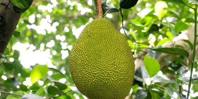 The Secret to Boiling Young Jackfruit, Guaranteed to be Soft and Without Bitter Taste