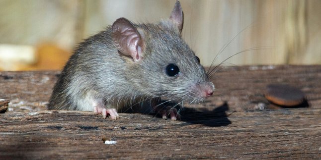 Simple Secrets to Drive Mice Out of Your Home with Common Kitchen Ingredients!