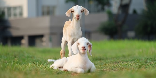 Fortune Telling of Goat Zodiac This Week December 11-17, 2023, Find Out Financial and Career Predictions