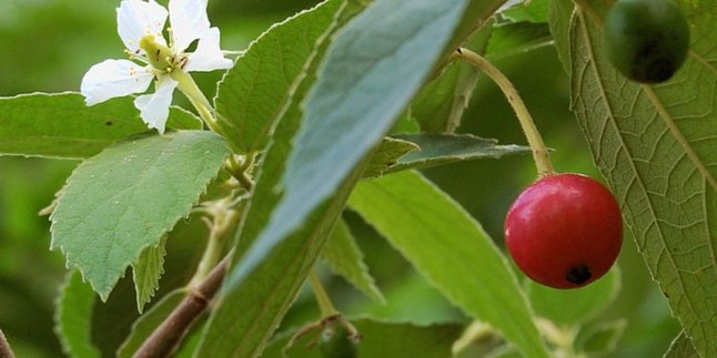 Boiled Cherry Leaves to Lower Blood Sugar, A Natural Recipe You Can Try at Home