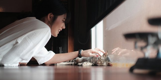 Recommended Korean Dramas for Cat Lovers, Making You Love Your Own Cat Even More!