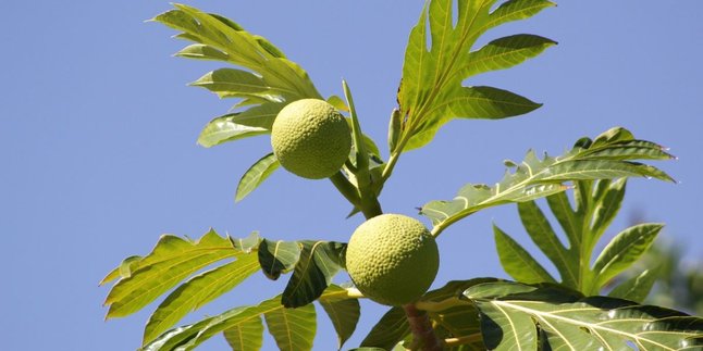 Recipe for Processing Breadfruit for Diabetics, Nutritious Food That Is Safe to Consume