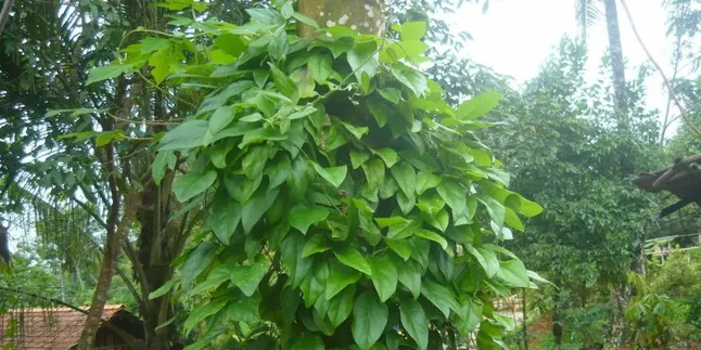 Resep Merebus Daun Cincau Rebus, Rasakan Manfaatnya untuk Mengontrol Gula Darah