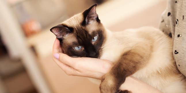 Misguided Since Childhood, Siamese Cats Are Prone to Blind Jealousy