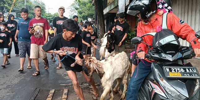 Sangat Unik, Warga Malang Kompak Adakan Tradisi Khusus Sebelum Idul Adha - Hewan yang Dikurban Diajak Keliling Kampung