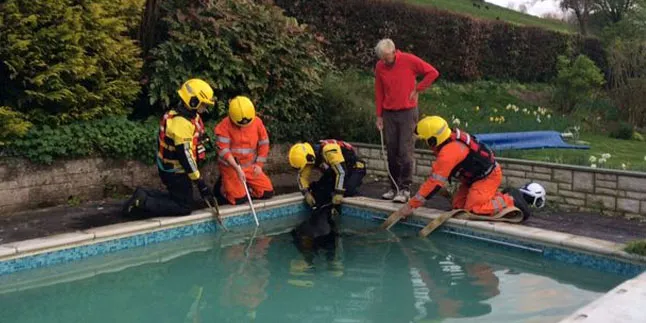 Sapi Tetangga Nyebur Kolam Renang, Keluarga Ini Panik