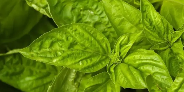 Selain Enak Dijadikan Lalapan, Daun Kemangi Juga Efektif Menurunkan Asam Lambung, Gula Darah, dan Kolesterol