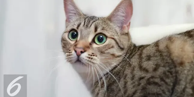 Selandia Baru Larang Warganya Pelihara Kucing, Ini Alasannya!