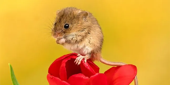 Seorang Pria di China Meninggal Karena Hantavirus, Disebabkan Tikus dan Apa Saja Gejalanya? Seorang Pria di China Meninggal Karena Hantavirus, Disebabkan Tikus dan Apa Saja Gejalanya?