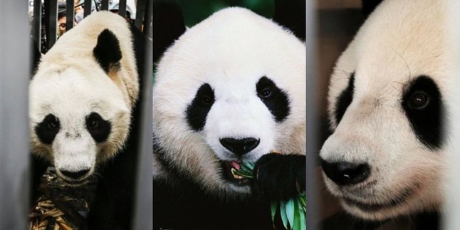 Sepasang Panda Lucu Siap Jadi Penghuni Baru Taman Safari