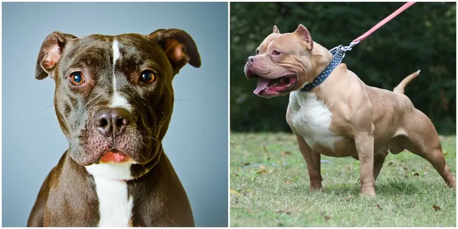 Serba-Serbi Pitbull, Sering Dianggap Jahat Karena Suka Menyerang
