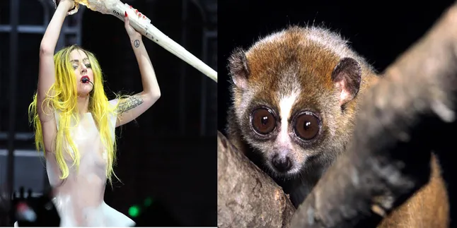 Syuting Video Klip Baru, Lady Gaga Digigit Kukang!