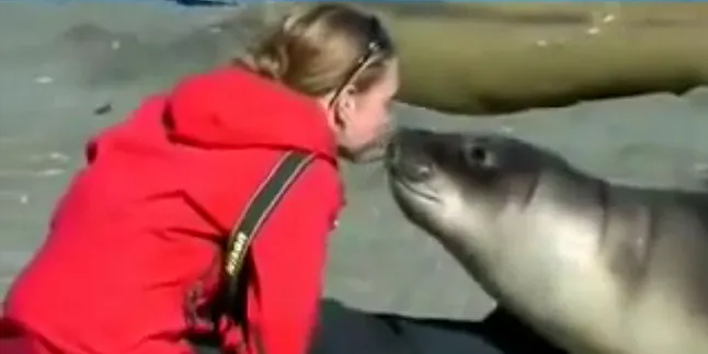 Singa Laut Jatuh Cinta Pada Manusia?