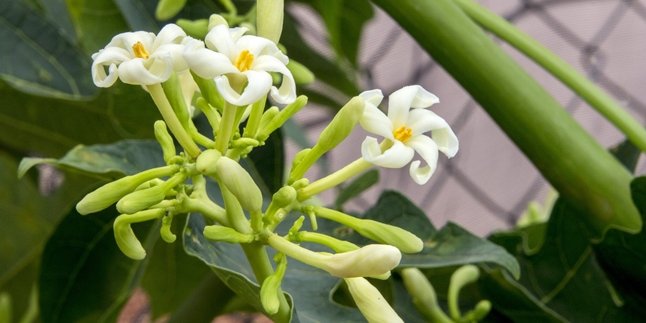 Make Delicious Stew, Here are 5 Tips for Cooking Papaya Flowers to Avoid Bitterness
