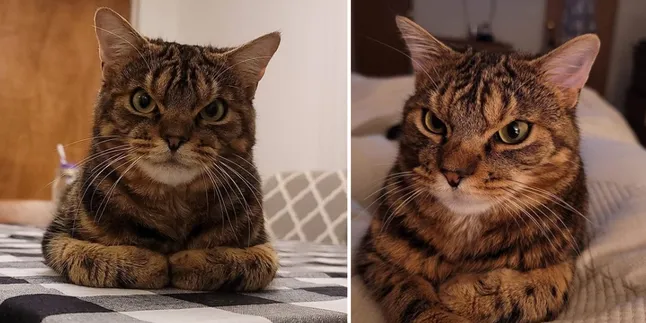 Susul Popularitas Grumpy Cat, Giggles The Angry Cat Bikin Gemas Ribuan Followers