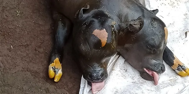 Not Ordinary, a Cow in Malang Born with Two Heads