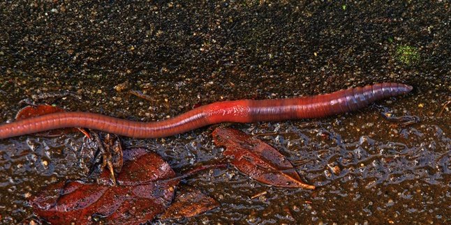 Not Only Treats Typhoid, Here Are 6 Benefits of Earthworms to Overcome Diseases