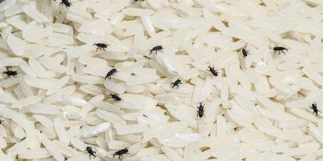 No Need to Sun-Dry Rice, Dried Chili Can Be an Effective Solution to Drive Away Weevils