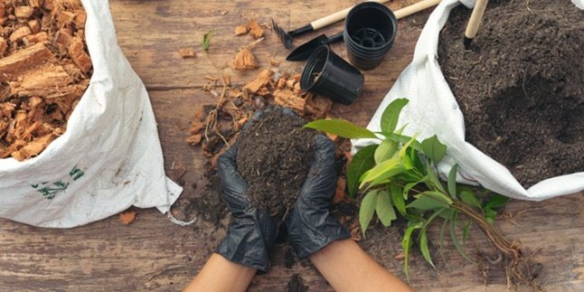 Not Just a Trend, Gardening Becomes a Mentally Healthy Lifestyle during the Pandemic