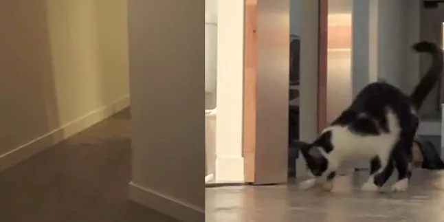 Tanda-Tanda Kalau Kucing Kamu Sebenarnya Anjing, Cek di Sini!