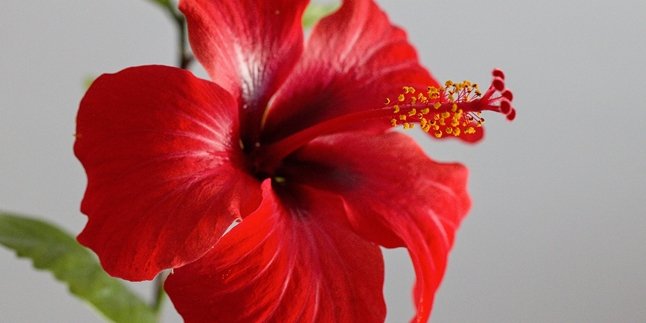 Not Only Beautiful, Here are 6 Benefits of Hibiscus Flower for Health - Beauty