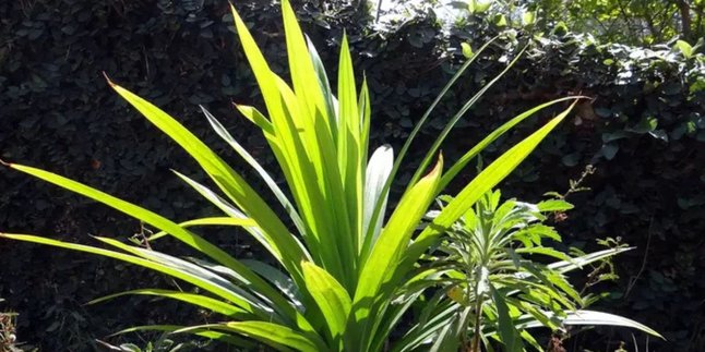 Ternyata Daun Pandan Bisa Atasi Kolesterol dan Berbagai Masalah Kesehatan