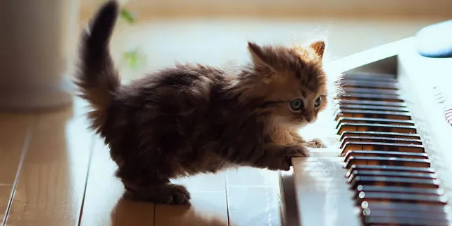 Ternyata Kucing Juga Bisa Main Piano, Sekeren Apa?