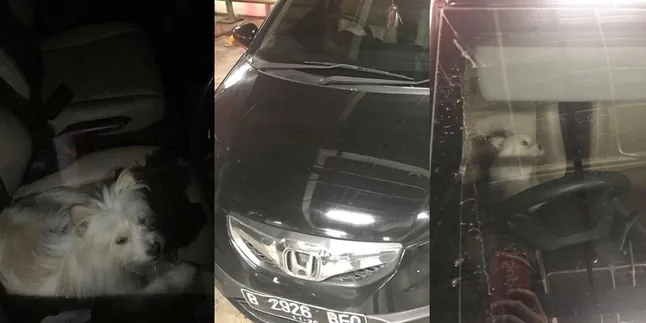 Tinggalkan Anjing 8 Jam di Dalam Mobil, Aksi Pemilik Ini Tuai Kecaman