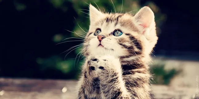 Tingkah Konyol Kucing Yang Haus Belaian, Bikin Ngakak!