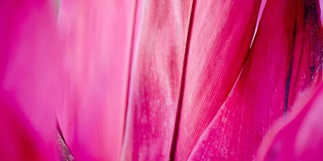 Tips Atasi Diare hingga Asma dengan Daun Hanjuang Merah, Simak Cara Merebusnya dengan Tepat