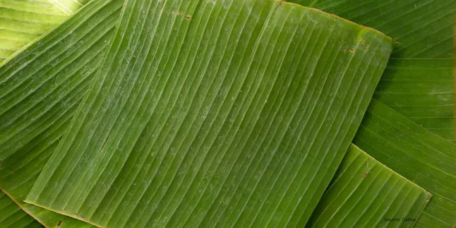 Tips Rahasia Daun Pisang Lentur dan Bersih Siap Pakai dengan Metode Air Panas