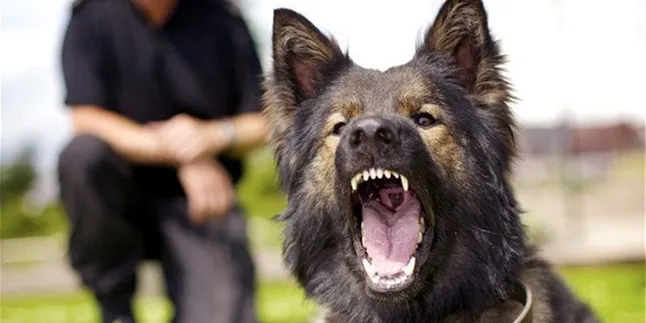 Tragis, Seorang Anak Meninggal Dunia Digigit Anjing Peliharaan
