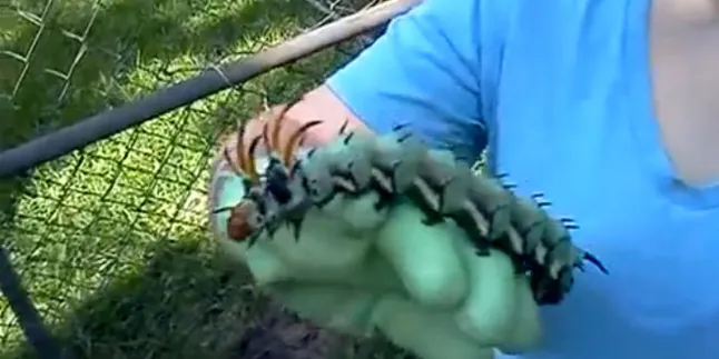 Ulat Berukuran Raksasa Ini Bikin Merinding!