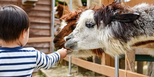 Expressions in Japanese Related to Zoos, Complete with Explanations and Their History