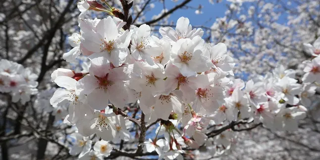 Ungkapan Putih dalam Bahasa Jepang Lengkap dengan Penjelasan dan Simbolnya di Masyarakat Ungkapan Putih dalam Bahasa Jepang Lengkap dengan Penjelasan dan Simbolnya di Masyarakat