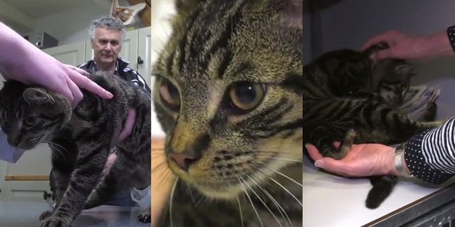 Unik, Penemuan Kucing Kaki Lima di Rotterdam