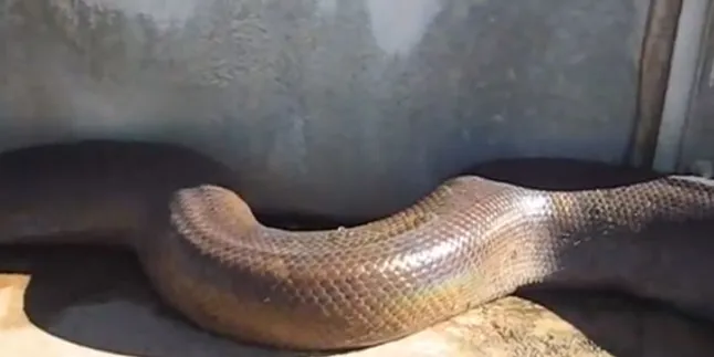 Video 17 detik ini Bakal Menakutimu, Percaya Deh!