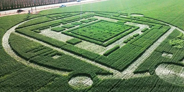 [Video] Crop Circle Baru di Chualar, Mungkinkah Buatan Alien?
