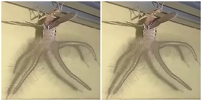 Viral Munculnya Hewan Aneh di Bali, Berwujud Serangga Namun Memiliki Tentakel!