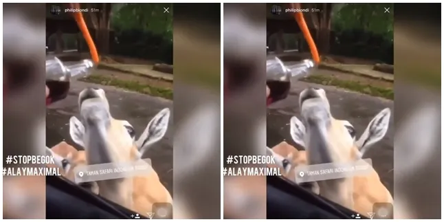Bikin Geram, Sekumpulan Anak Muda Ini Berikan Minuman Keras Kepada Hewan Taman Safari