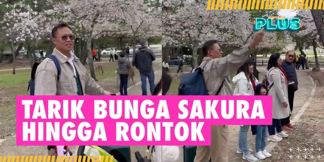 Viral! Indonesian Tourists Allegedly Damaged Sakura Flowers in Japan