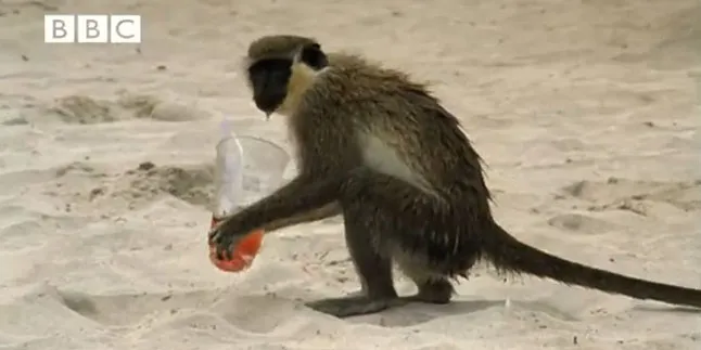 Wah, Monyet Ini Doyan Minuman Manusia!