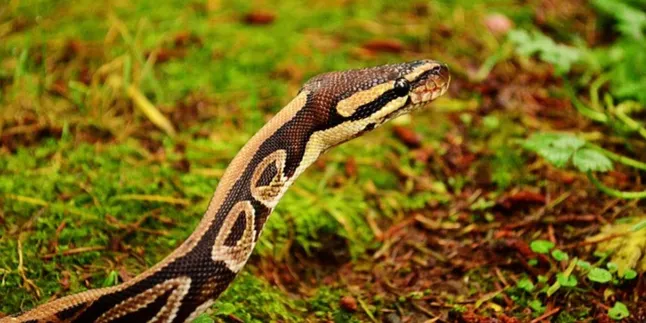 Wajib Tahu! 5 Jenis Ular Terbesar di Dunia dan Karakteristiknya